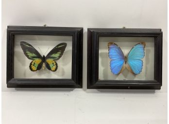 Lot Of (2) Butterfly Taxidermy Ornitopthera Rotschildi / Morpho Menelaus (#117)