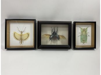 Lot Of (3) Insect Taxidermy Leaf Insect/ Battacus Scheideri/Chalcosoma Boxes (#114a)