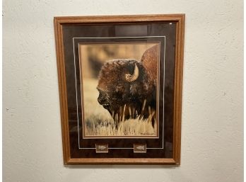 Signed Mark A. Schwartznau Framed Photograph Of Buffalo, With Two Arrowheads In Frame (#91)