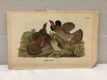 Antique Bird Plate Ruffed Grouse