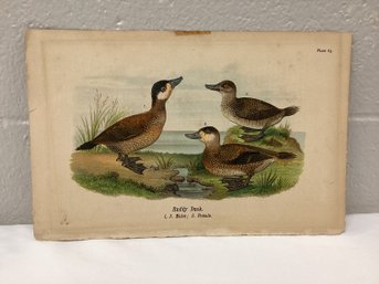 Antique Bird Plate Ruddy Duck