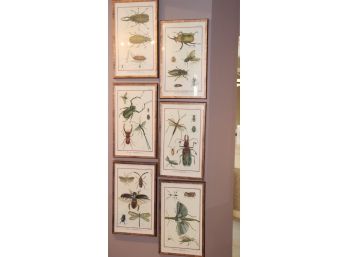 Set Of Six Historie Naturelle Insectes Prints  Great Dcor For Any Space