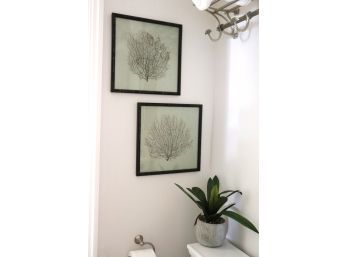 Framed Seaweed In Bamboo Style Frame & Decorative Plant From The Greenery Collection