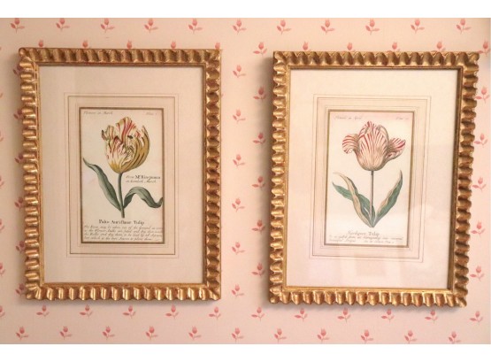 Two Vintage Hand-colored Prints Of Tulips In Gold Scalloped Frames