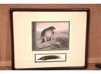 Signed & Numbered Falcon Print By Gerry Biron With Bird Feather