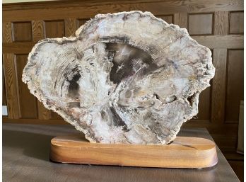 Beautiful Slab Of Petrified Wood On Stand With Amazing Colors Throughout