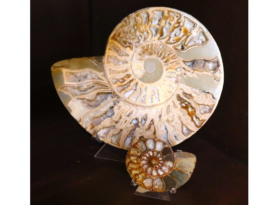 2 Snail Shaped Polished Fossils On Stand