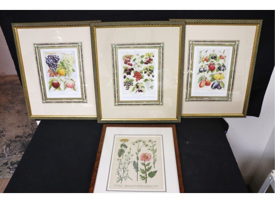 Collection Of Botanical Prints