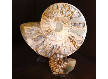 2 Snail Shaped Polished Fossils On Stand