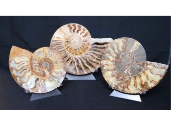 Collection Includes 3 Snail Shaped Polished Fossils On Stand Assorted Size Pieces