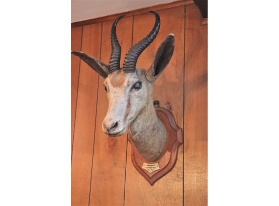 Gazelle Head Mounted Trophy