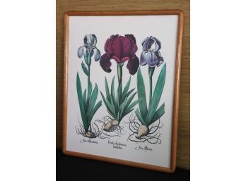 Vintage Print Of Colorful Irises In Original Wood Frame