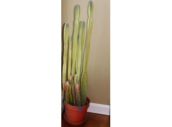 Cactus Plant Stands Approximately 56 Inches Tall