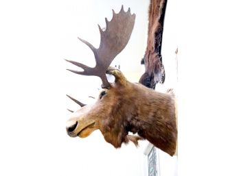 Large Moose Head Taxidermy Wall Mount Approx. 3 Ft X 3 Ft X 4ft  Really Amazing Piece!