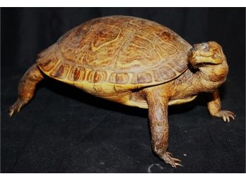 Vintage Box Turtle Taxidermy