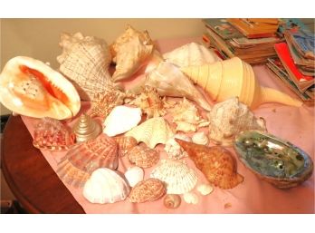 Large Lot Of Beautiful Old Shells With Very Large Nautilus, Conch & More