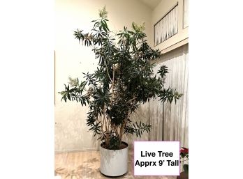 Live Indoor Flowering Tree Approximately 9 Feet Tall