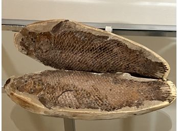 Large Unusual Fossil Of A Fish In 2 Parts