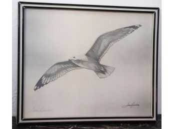 Framed Pencil Drawing Of Seagull In Flight Signed By Artist