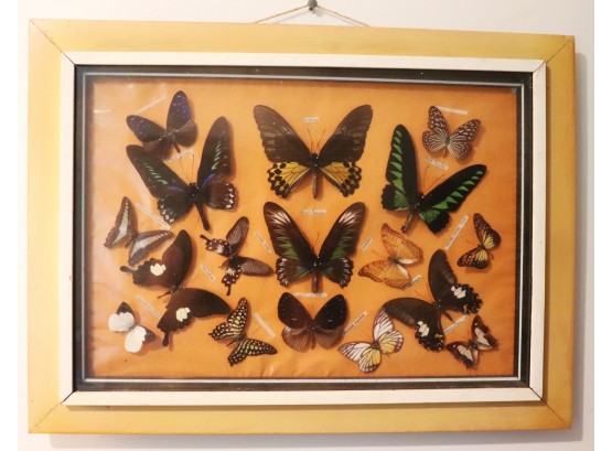 Natural Preserved Butterflies In Original Frame