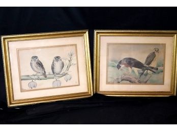 Pair Of Antique Hand Colored Bird Prints In Gold Frames