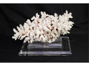 Beautiful Natural White Coral On Lucite Base