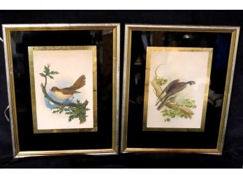 Two Vintage Bird Prints With Gold Leaf Matting