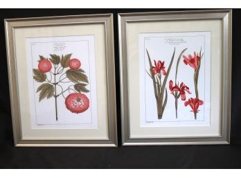 2 Framed Botanical Prints Great For Your Home Decor