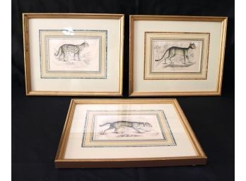 Set Of  3 Vintage Framed Feline Prints- Felis Chaus & Felis Maniculata, Felis Mitis