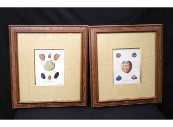 Set Of 2 Framed Seashell Print Decor In Matted Frames