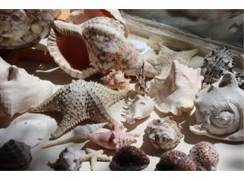 Large Lot Of Assorted Decorative Sea Shells Great For Arts And Crafts Or Display