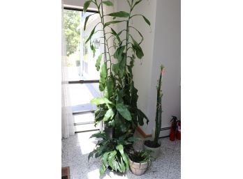 Large Pitcher House Plant 86' Tall With Cactus 50' Tall