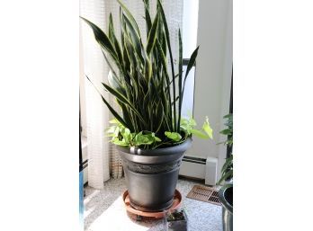 Large Snake Plant In Large Pot Stands 70 ' Tall
