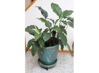 Peace Lily Plant In Pot With Rolling Caddie Stand