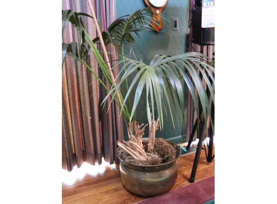 Palm Plant In Metal Pot