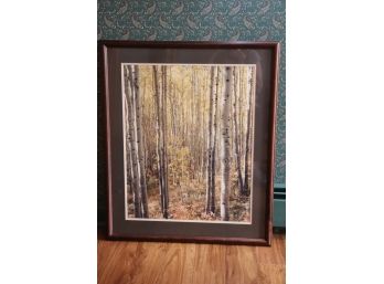 Birch Trees Forest Landscape Photograph In Frame