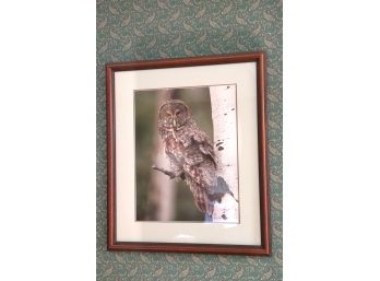 Signed Owl Photograph 84' By Thomas D Maugelie