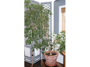 Large Ficus Tree With With Pot And Caster Stand