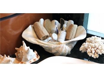Assorted Seashells And Coral With Accessories