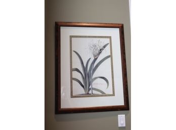 Large Floral Print Pancratium