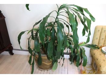 Large House Plant With Pot