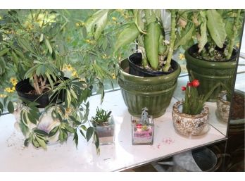 Lot Of Assorted House Plants