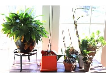 Mixed Lot Of Assorted House Plants And Variety Of Orchids