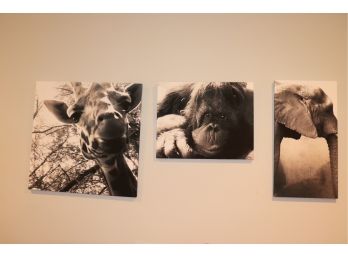 Set Of 3 Safari Themed Photo Wall Pictures Great For Kids Room!