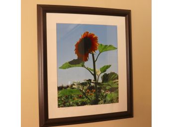 Framed & Signed Photo Of Sunflower By Joanne Hill