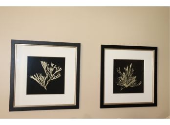 Pair Of Ethan Allen B&W Seaweed Giclee Prints Framed