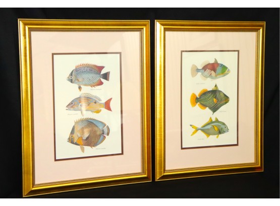 Pair Of Vintage Colorful Fish Prints In Antiqued Gold Finish Frames