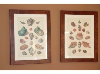 Pair Of Shell Prints In Burl Wood Veneer Frames