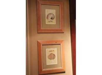 Pair Of Shell Prints In Wood Frames