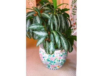 Beautiful Asian Pottery With A Lush And Mature Houseplant